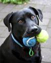 I have two balls
